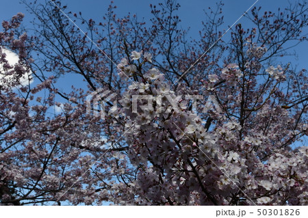 日本の桜 50301826