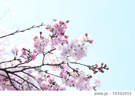 日本の桜 50302055