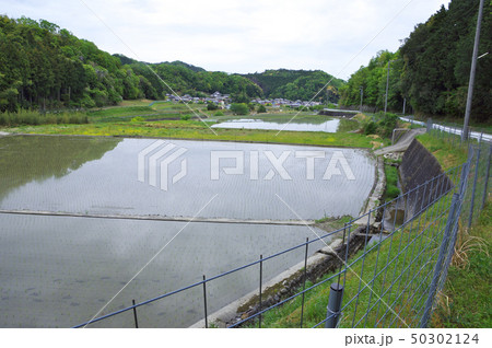 山あいの田植えが終わった田んぼ 50302124