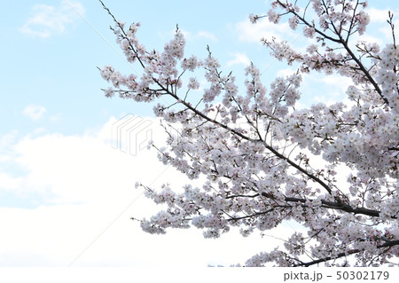 日本の桜 50302179