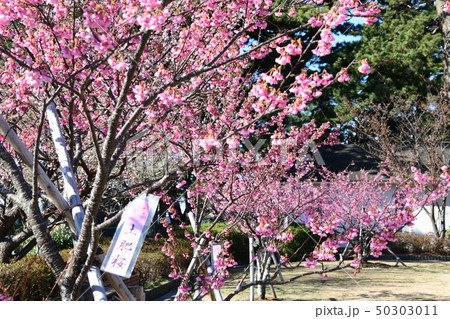日本の桜 50303011