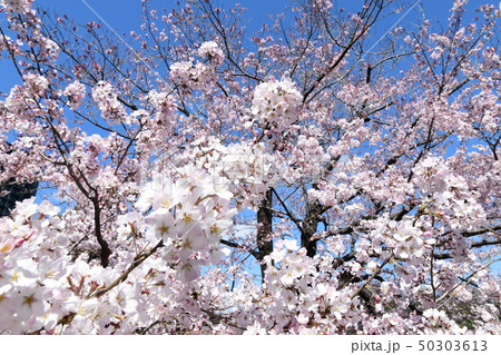 日本の桜 50303613