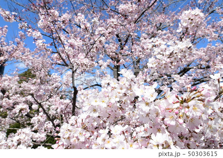 日本の桜 日本の桜 50303615