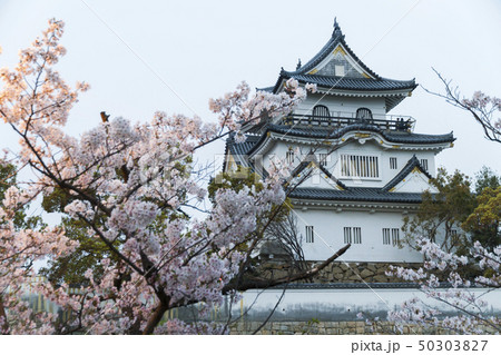 岸和田城　春　桜 50303827
