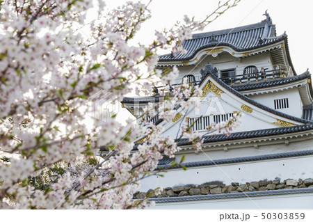 岸和田城　春　桜 50303859