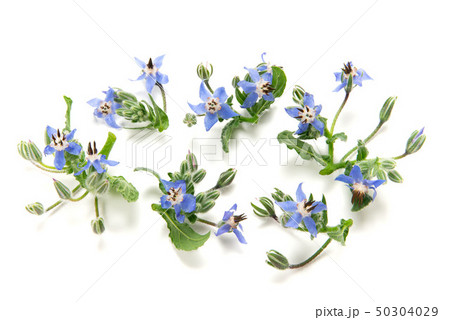 ボリジ ボリジ 50304029