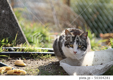 こちらに気付いた猫 こちらに気付いた猫 50304281