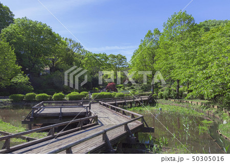 薬師池公園　春景 50305016