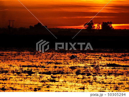 Sunset over flooded rice crop with egret Sunset over flooded rice crop with egret 50305294