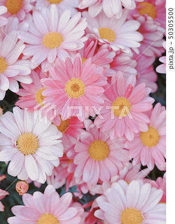 ピンクのマーガレットでいっぱいの花壇の写真素材