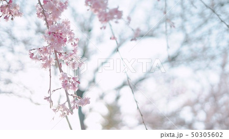 慎ましく咲く枝垂れ桜 慎ましく咲く枝垂れ桜 50305602