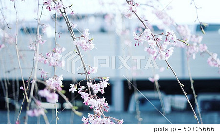住宅街に慎ましく咲く枝垂れ桜 住宅街に慎ましく咲く枝垂れ桜 50305666