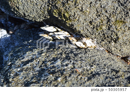 粟島の岩場に群生するカメノテ 50305957