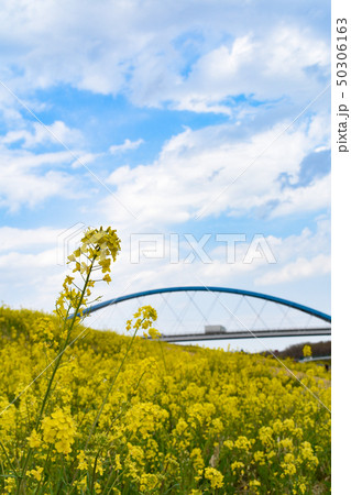 茨城県 古河市 菜の花 茨城県 古河市 菜の花 50306163