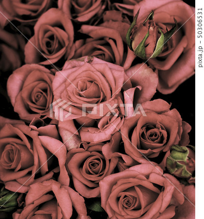 Pastel Grey Pink Roses Background Pastel Grey Pink Roses Background 50306531