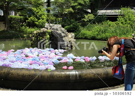 池に浮かぶ紫陽花とカメラ女子 50306592