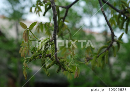 Walnut tree flowers in spring. Place for text. 50306623