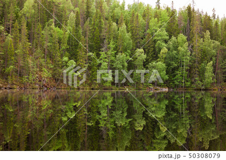 Landscape reflection from forest lake in Finland Landscape reflection from forest lake in Finland 50308079