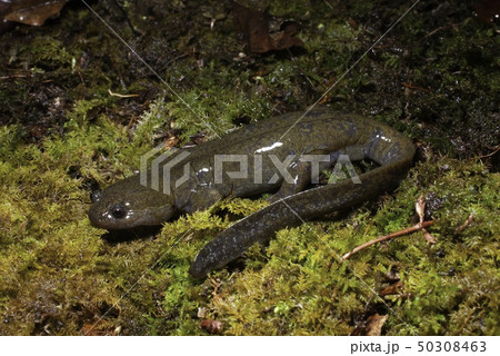 クロサンショウウオ 雄 クロサンショウウオ 雄 50308463