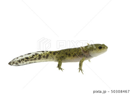 クロサンショウウオ　幼生 50308467