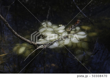 クロサンショウウオ　卵嚢 50308470