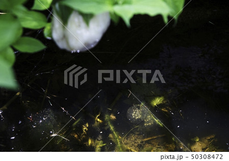 クロサンショウウオの卵 50308472