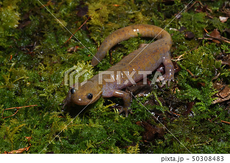 クロサンショウウオ　雄 50308483