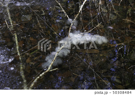 クロサンショウウオ 卵 クロサンショウウオ 卵 50308484