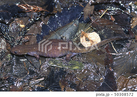 クロサンショウウオ　雌 50308572