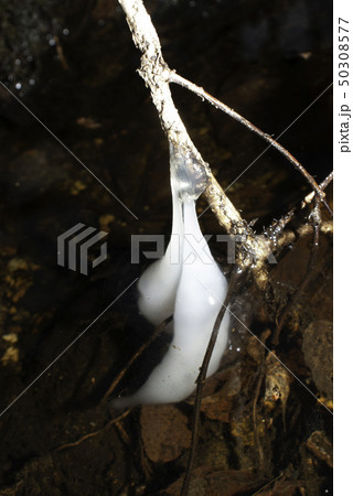 水面の上に出てしまったクロサンショウウオの卵 水面の上に出てしまったクロサンショウウオの卵 50308577