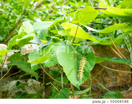 Caterpillar on leaf 50308596