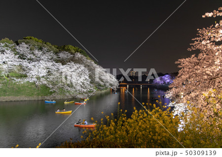 千鳥ヶ淵の夜桜 千鳥ヶ淵の夜桜 50309139