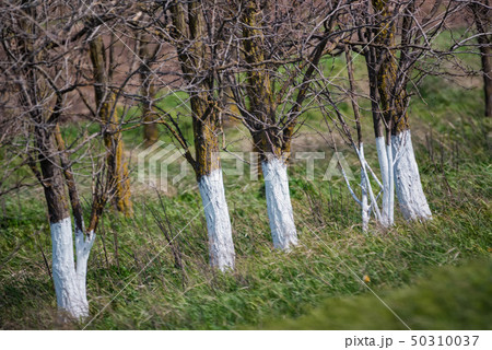 The whitewashed fruit trees in steppe in spring 50310037