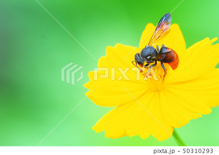 ハラアカヤドリハキリバチ ハラアカヤドリハキリバチ 50310293