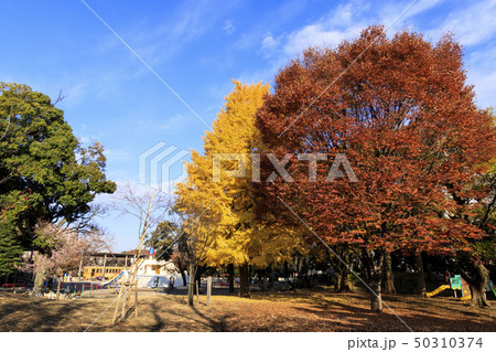 飛鳥山公園(冬) 飛鳥山公園(冬) 50310374