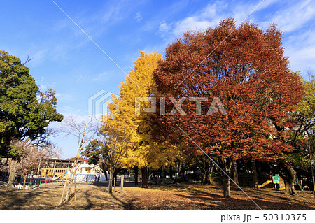 飛鳥山公園（冬） 50310375