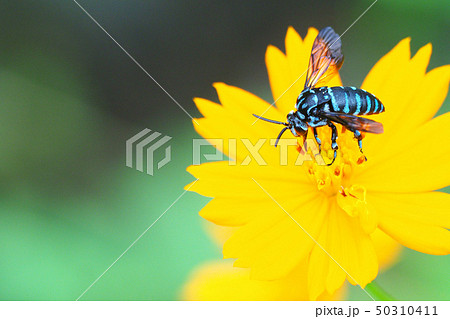 ルリモンハナバチ 50310411