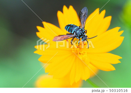 ルリモンハナバチ 50310516