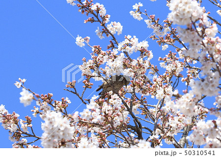 清水公園 金乗院 桜にヒヨドリ 清水公園 金乗院 桜にヒヨドリ 50310541
