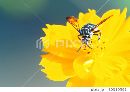 ルリモンハナバチ 50310591