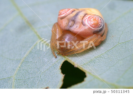 オオトリノフンダマシ(メス) オオトリノフンダマシ(メス) 50311345