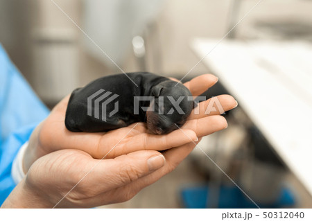 Just born puppy in pet hospital. Pet healthcare concept Just born puppy in pet hospital. Pet healthcare concept 50312040