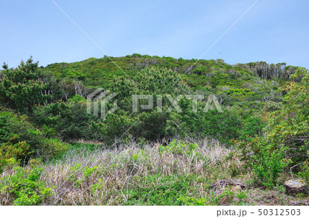 伊良湖岬の古山原生林 50312503