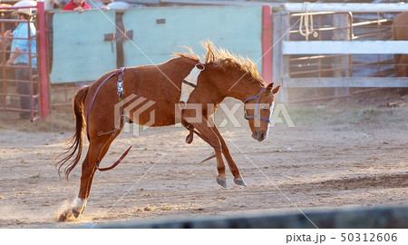 Bucking Horse Riding Rodeo Competition 50312606