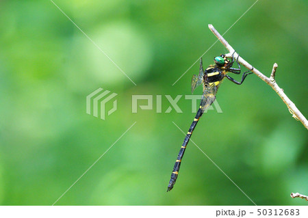オニヤンマ（オス） 50312683