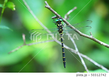 オニヤンマ(オス) オニヤンマ(オス) 50312742