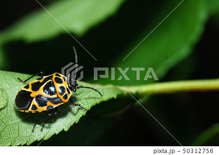 ヒメナガメ ヒメナガメ 50312756