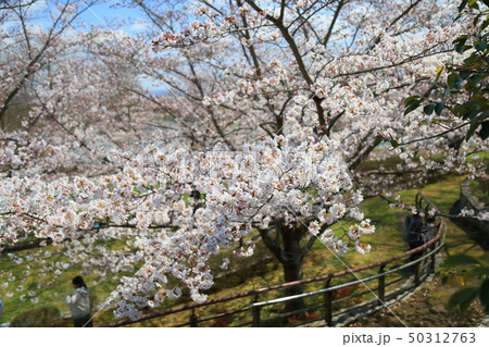 桜　咲いた 50312763