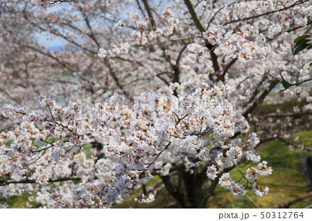 桜 咲いた 桜 咲いた 50312764