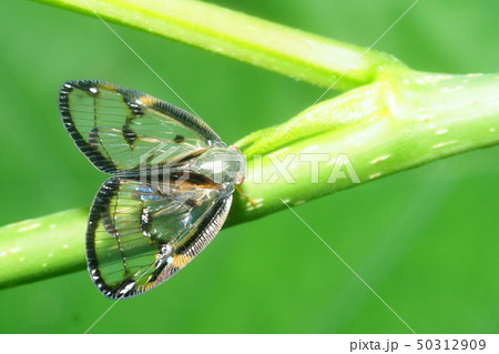 スケバハゴロモ スケバハゴロモ 50312909